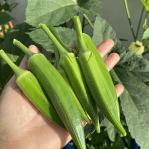Doctors Explain Why Adding Okra to Your Diet Can Boost Health — and When to Be Careful