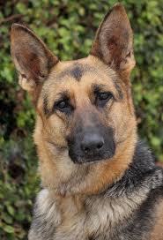 I Gave Food to a Hungry Veteran and His Dog – a Month Later, My Boss Dragged Me into His Office, Furious, and My Whole Life Flipped Upside Down